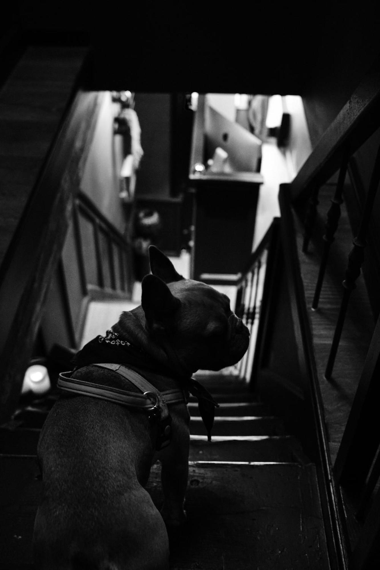 Boutique Hotel & Restaurant Frenchie Haarlem Dış mekan fotoğraf
